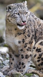 Preview wallpaper snow leopard, predator, big cat, protruding tongue