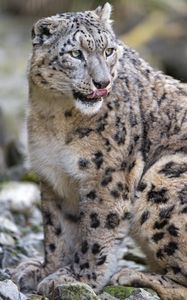 Preview wallpaper snow leopard, predator, big cat, protruding tongue