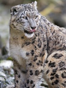 Preview wallpaper snow leopard, predator, big cat, protruding tongue