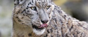 Preview wallpaper snow leopard, predator, big cat, protruding tongue