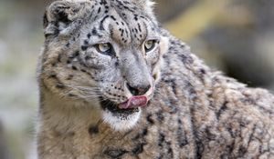 Preview wallpaper snow leopard, predator, big cat, protruding tongue