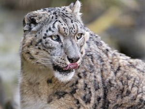 Preview wallpaper snow leopard, predator, big cat, protruding tongue