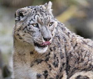 Preview wallpaper snow leopard, predator, big cat, protruding tongue