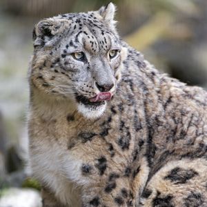 Preview wallpaper snow leopard, predator, big cat, protruding tongue