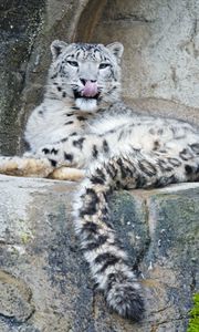 Preview wallpaper snow leopard, predator, big cat, protruding tongue, stones