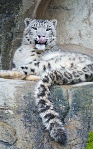 Preview wallpaper snow leopard, predator, big cat, protruding tongue, stones