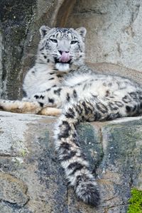 Preview wallpaper snow leopard, predator, big cat, protruding tongue, stones