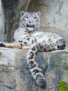 Preview wallpaper snow leopard, predator, big cat, protruding tongue, stones