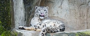 Preview wallpaper snow leopard, predator, big cat, protruding tongue, stones