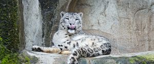Preview wallpaper snow leopard, predator, big cat, protruding tongue, stones