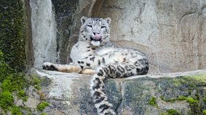 Preview wallpaper snow leopard, predator, big cat, protruding tongue, stones