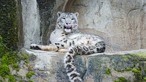Preview wallpaper snow leopard, predator, big cat, protruding tongue, stones