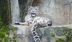 Preview wallpaper snow leopard, predator, big cat, protruding tongue, stones