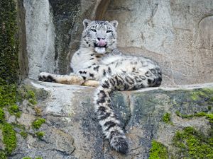 Preview wallpaper snow leopard, predator, big cat, protruding tongue, stones