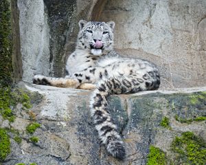 Preview wallpaper snow leopard, predator, big cat, protruding tongue, stones