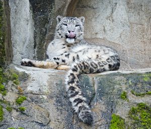 Preview wallpaper snow leopard, predator, big cat, protruding tongue, stones