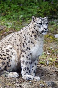 Preview wallpaper snow leopard, predator, big cat, spots, grass