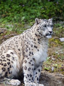 Preview wallpaper snow leopard, predator, big cat, spots, grass