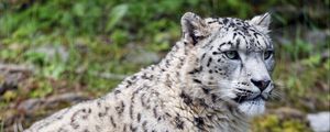 Preview wallpaper snow leopard, predator, big cat, spots, grass