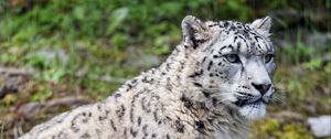 Preview wallpaper snow leopard, predator, big cat, spots, grass