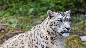 Preview wallpaper snow leopard, predator, big cat, spots, grass