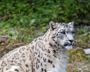 Preview wallpaper snow leopard, predator, big cat, spots, grass