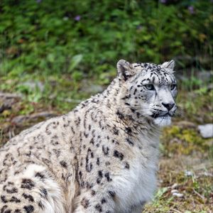 Preview wallpaper snow leopard, predator, big cat, spots, grass