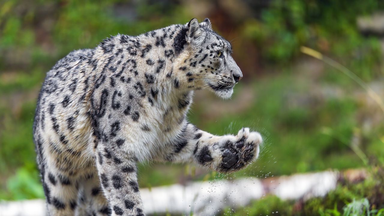 Wallpaper snow leopard, predator, big cat, animal, paw, splashes