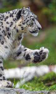 Preview wallpaper snow leopard, predator, big cat, animal, paw, splashes