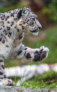 Preview wallpaper snow leopard, predator, big cat, animal, paw, splashes