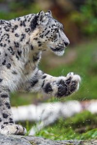 Preview wallpaper snow leopard, predator, big cat, animal, paw, splashes