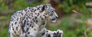 Preview wallpaper snow leopard, predator, big cat, animal, paw, splashes