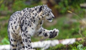 Preview wallpaper snow leopard, predator, big cat, animal, paw, splashes