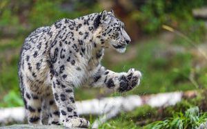 Preview wallpaper snow leopard, predator, big cat, animal, paw, splashes