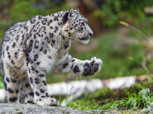 Preview wallpaper snow leopard, predator, big cat, animal, paw, splashes