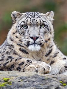 Preview wallpaper snow leopard, predator, big cat, animal, stone, blur