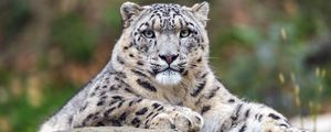 Preview wallpaper snow leopard, predator, big cat, animal, stone, blur