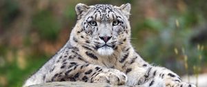 Preview wallpaper snow leopard, predator, big cat, animal, stone, blur