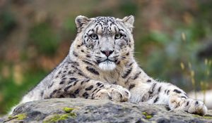 Preview wallpaper snow leopard, predator, big cat, animal, stone, blur