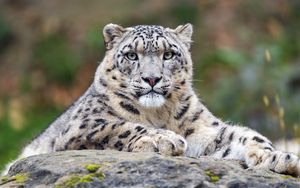 Preview wallpaper snow leopard, predator, big cat, animal, stone, blur