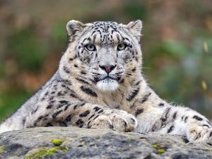 Preview wallpaper snow leopard, predator, big cat, animal, stone, blur