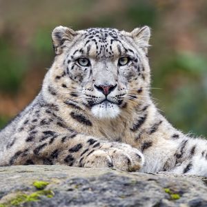 Preview wallpaper snow leopard, predator, big cat, animal, stone, blur