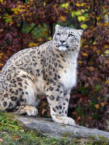 Preview wallpaper snow leopard, predator, big cat, animal, rock, leaves, blur