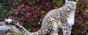 Preview wallpaper snow leopard, predator, big cat, animal, rock, leaves, blur