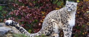 Preview wallpaper snow leopard, predator, big cat, animal, rock, leaves, blur