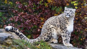 Preview wallpaper snow leopard, predator, big cat, animal, rock, leaves, blur