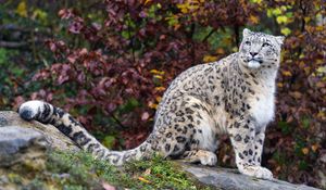 Preview wallpaper snow leopard, predator, big cat, animal, rock, leaves, blur