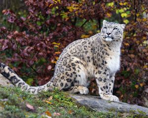 Preview wallpaper snow leopard, predator, big cat, animal, rock, leaves, blur