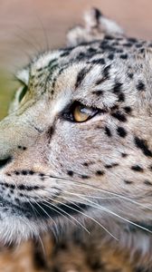 Preview wallpaper snow leopard, predator, eyes, big cat