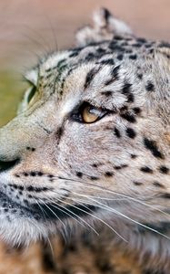 Preview wallpaper snow leopard, predator, eyes, big cat